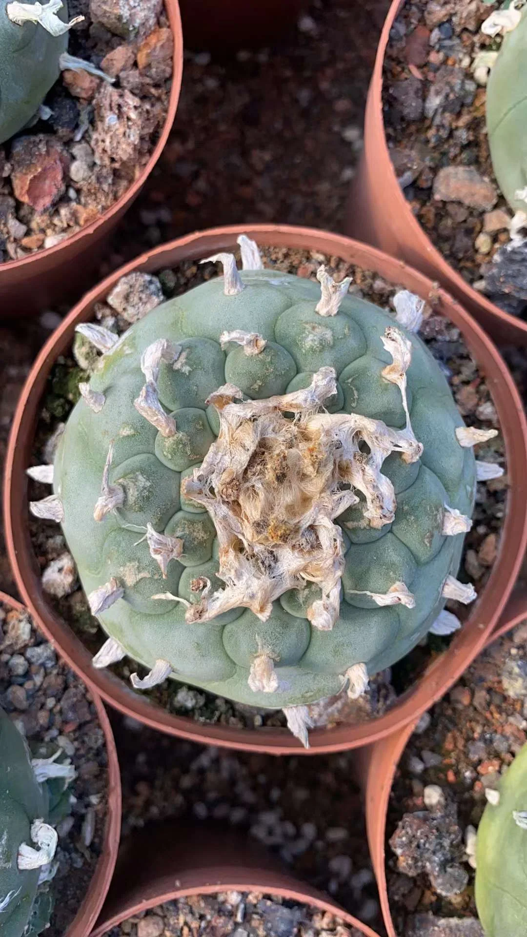 plant Aeonium Echeveria Haworthia  Caudex  Lithops Cactus  Agave 