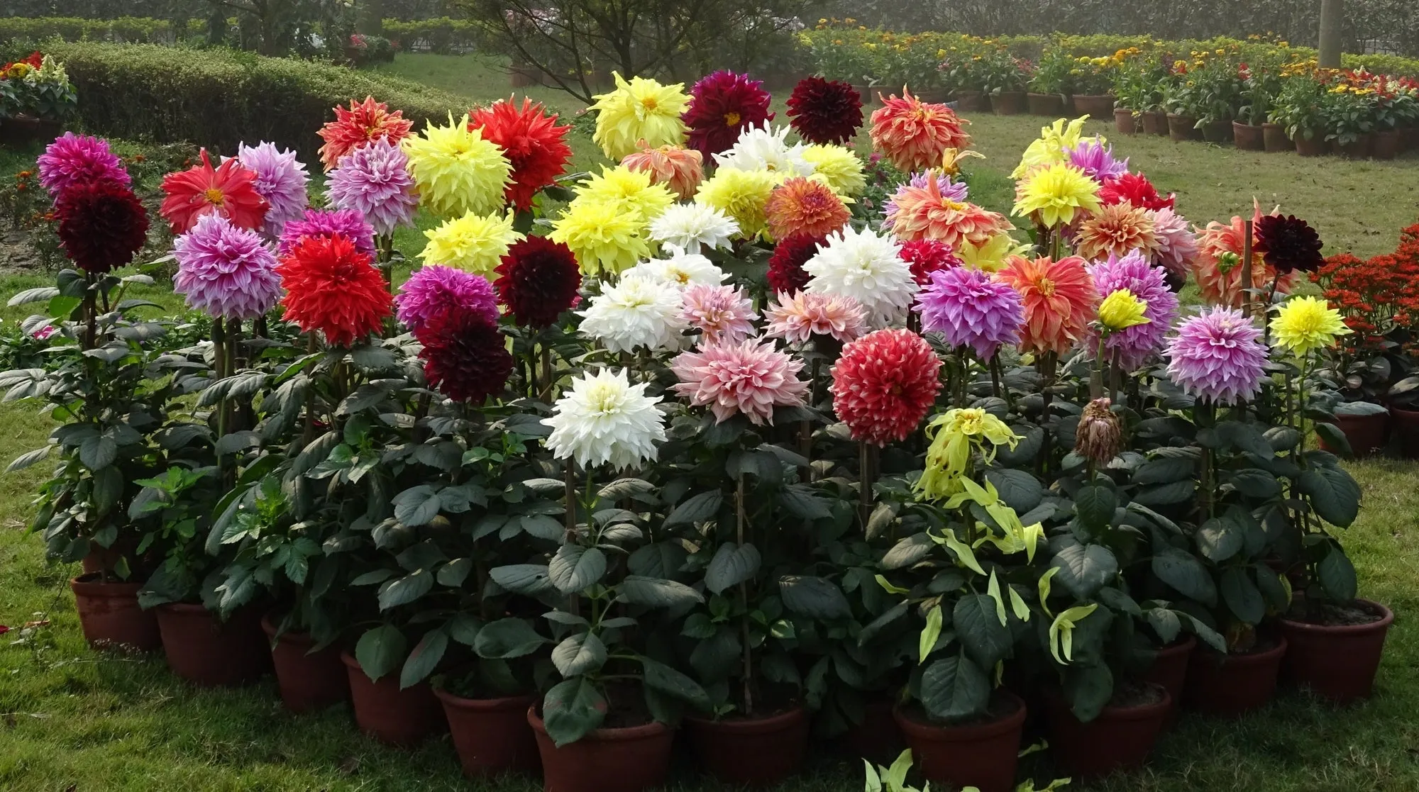 Dahlia grandiflora DAHLIA LARGE DOUBLE – Ferri Seeds
