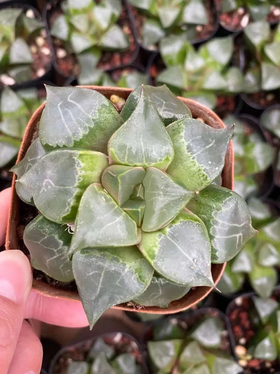 plant Aeonium Echeveria Haworthia  Caudex  Lithops Cactus  Agave 