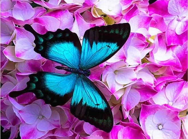 

Blue Butterfly On Roses – Paint By Numbers - 40*50CM, 501 Original