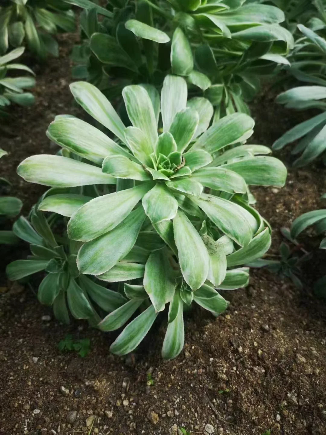 625.  Aeonium percarneum variation(Silver)  cluster  18-22cm 8 heads /Aeonium cluster/ Aeonium plants / Garden landscape / Carefully select healthy plants