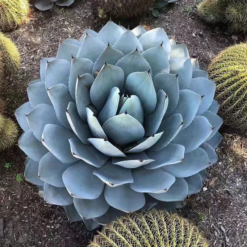 plant Aeonium Echeveria Haworthia  Caudex  Lithops Cactus  Agave 