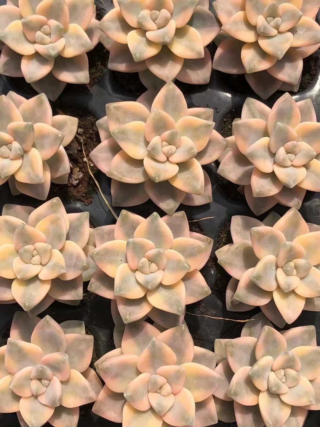 plant Aeonium Echeveria Haworthia  Caudex  Lithops Cactus  Agave 