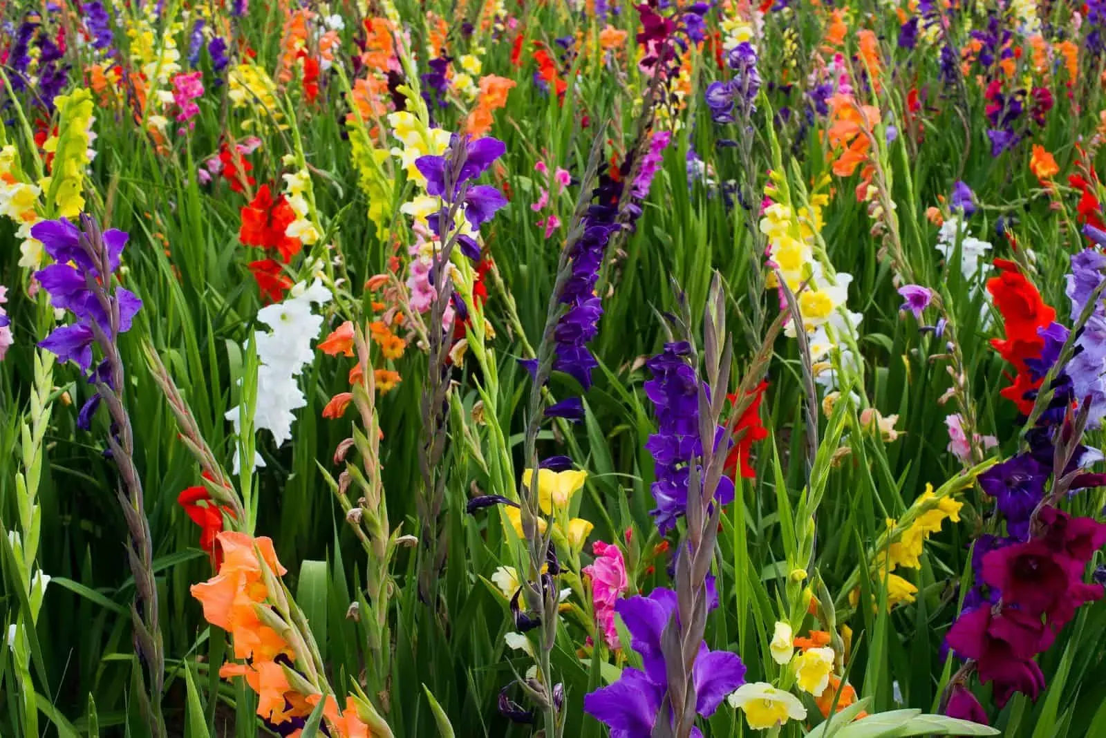 🎉Limited Time Offer: 50% Off : Gladiolus Bulbs!