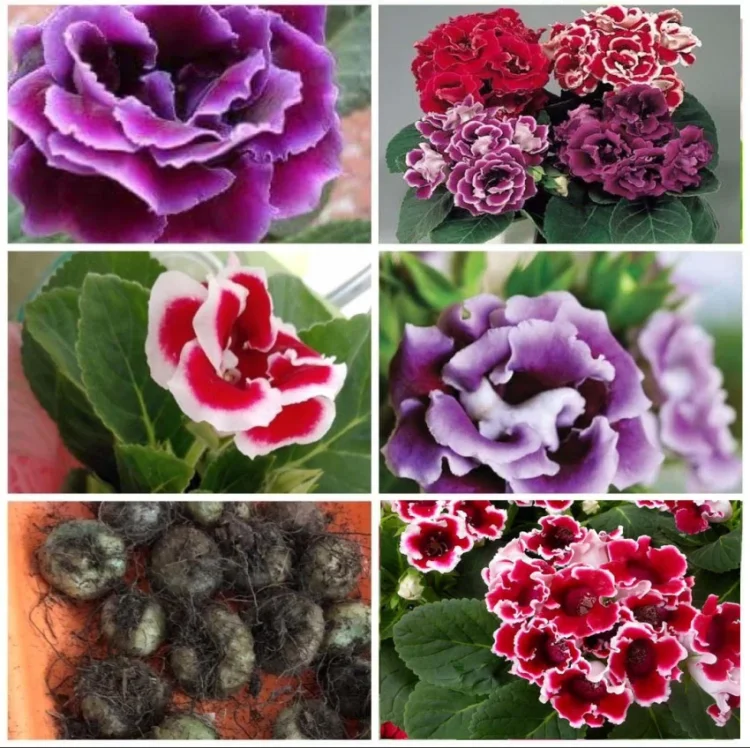 Gloxinias Bulbs – Bring Home a Splash of Vibrant Elegance