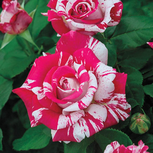 Rose Red White Miniature Rose Jonyparkseed®