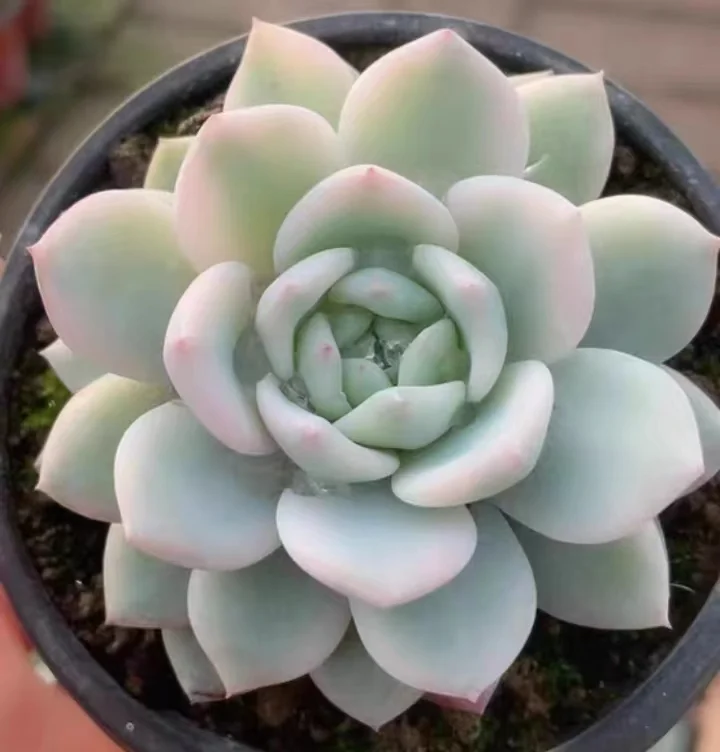 plant Aeonium Echeveria Haworthia  Caudex  Lithops Cactus  Agave 