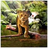 >SALE<5D DIY Diamond Painting Full Drill Lion Zoo Embroidery Cross Stitch Kit Art