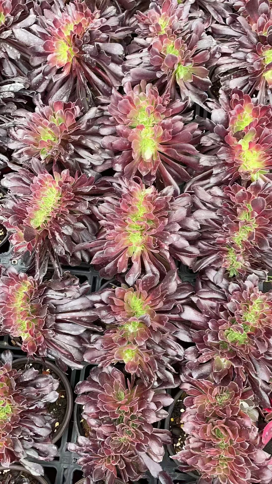 plant Aeonium Echeveria Haworthia  Caudex  Lithops Cactus  Agave 