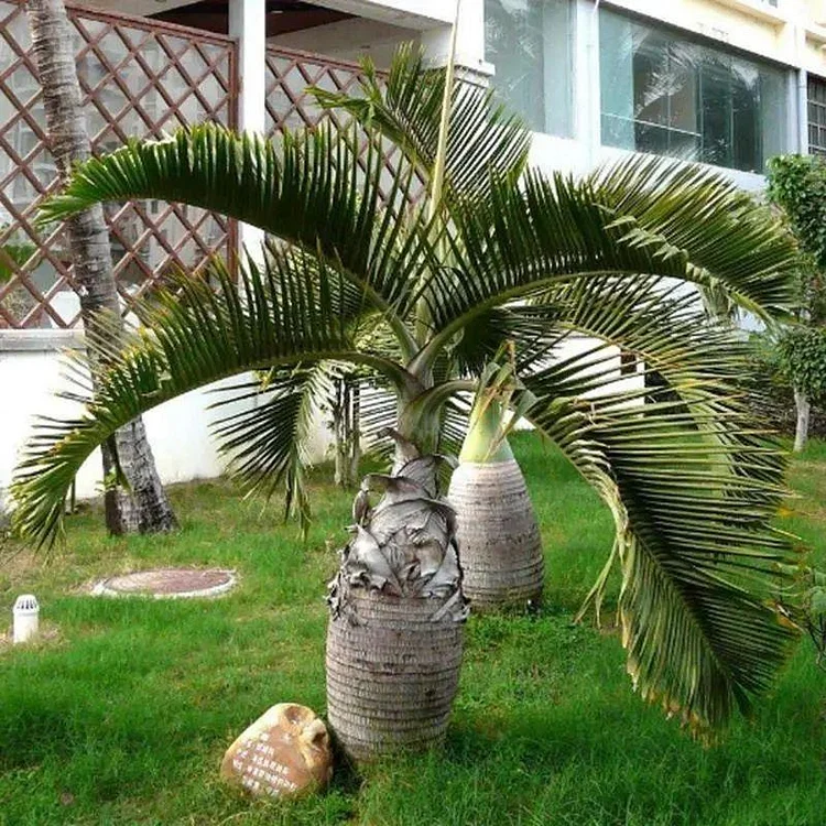 bottle palm tree