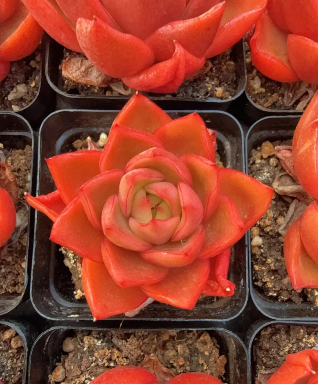 plant Aeonium Echeveria Haworthia  Caudex  Lithops Cactus  Agave 