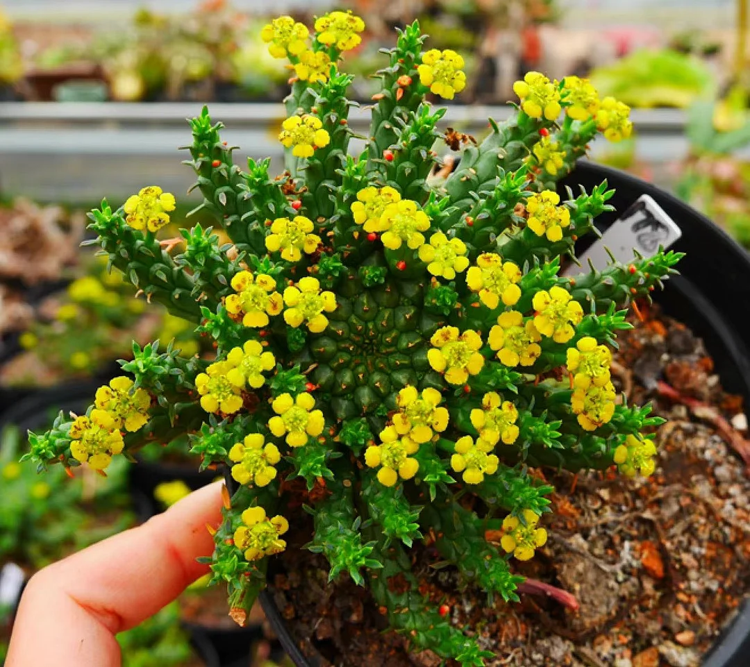 944. Euphorbia flanaganii 3-3.5cm/Caudex/ Succulent plants / Garden landscape / Carefully select healthy plants