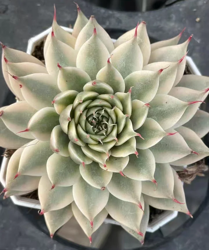 plant Aeonium Echeveria Haworthia  Caudex  Lithops Cactus  Agave 