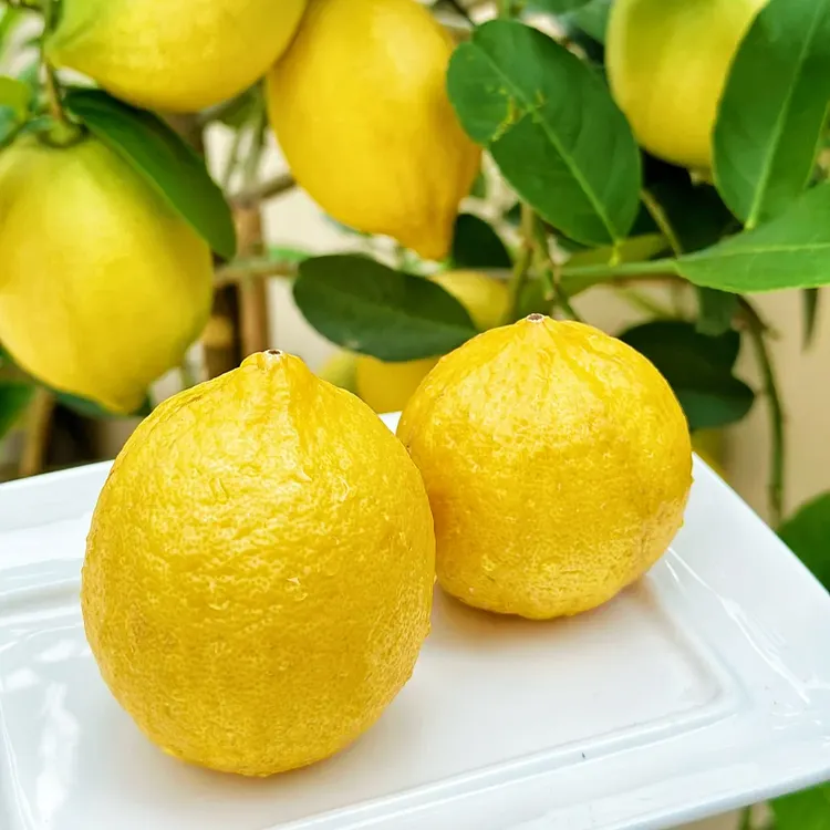 Perfume lemon seeds