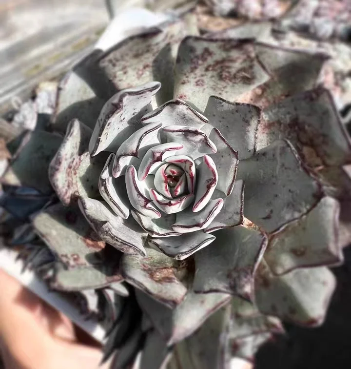 713.  Echeveria strictiflora   single head 4-5cm / Echeveria / Succulent plants / Garden landscape / Carefully select healthy plants