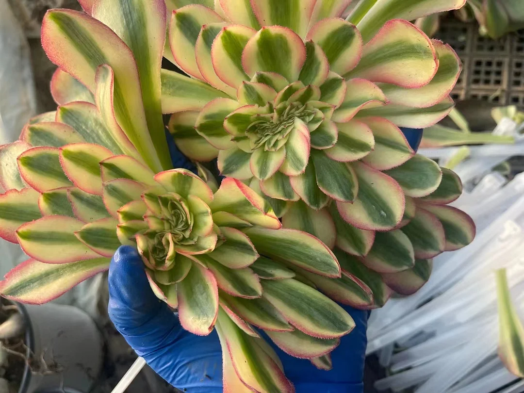 plant Aeonium Echeveria Haworthia  Caudex  Lithops Cactus  Agave 