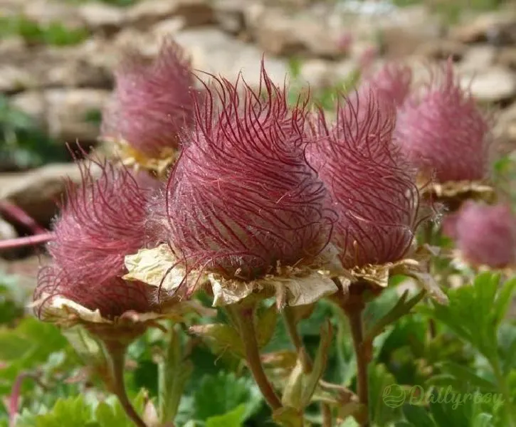 Prairie Smoke Flower Seeds