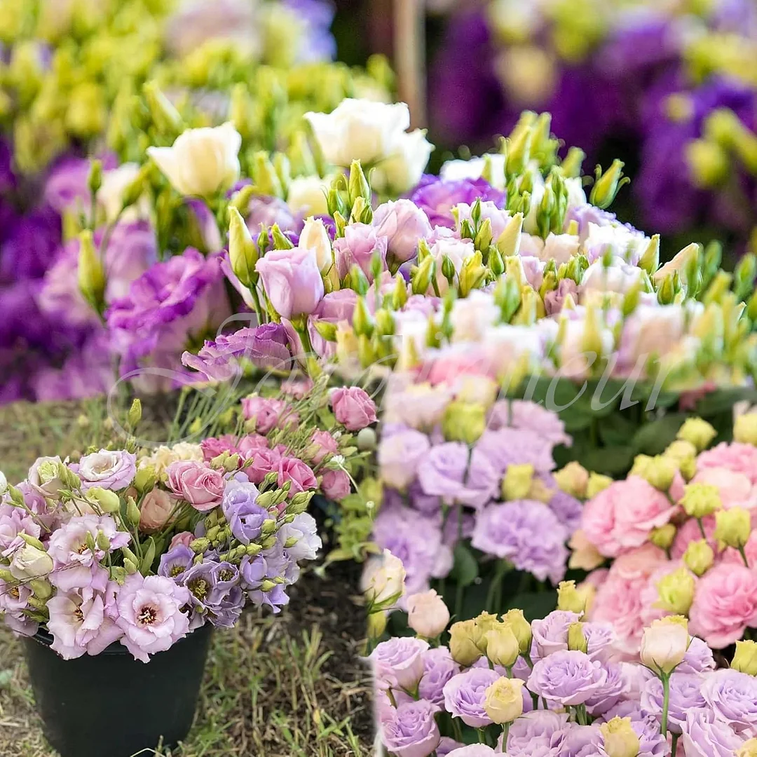 Premium Lisianthus Seeds – Grow Elegant, Long-Lasting Blooms in Your Garden