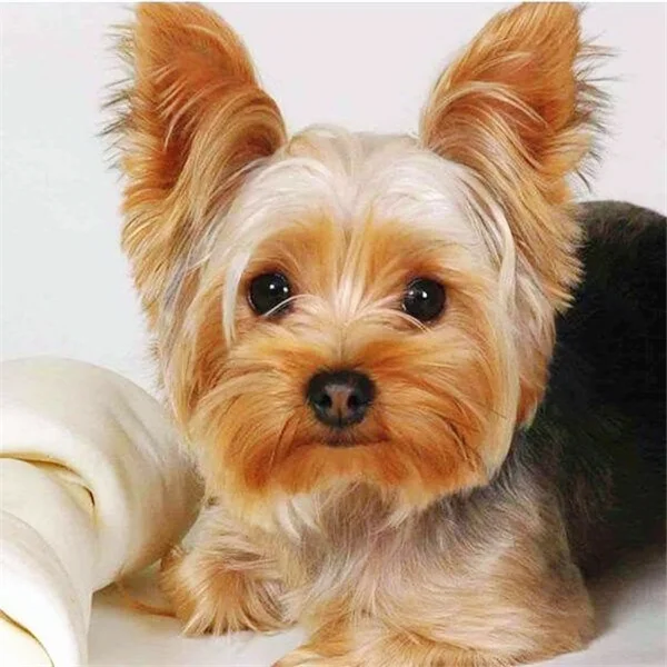 Diamond Painting - Full Round/Square Drill - Dog(30*30 - 50*50cm)