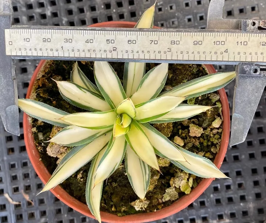 plant Aeonium Echeveria Haworthia  Caudex  Lithops Cactus  Agave 