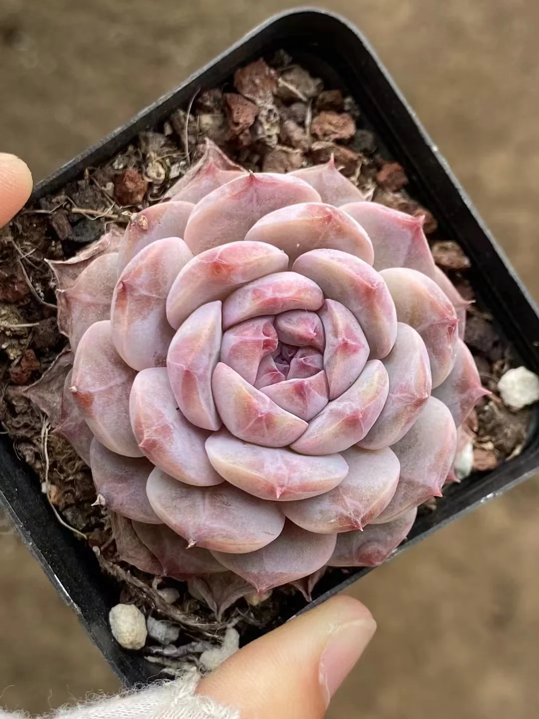 plant Aeonium Echeveria Haworthia  Caudex  Lithops Cactus  Agave 