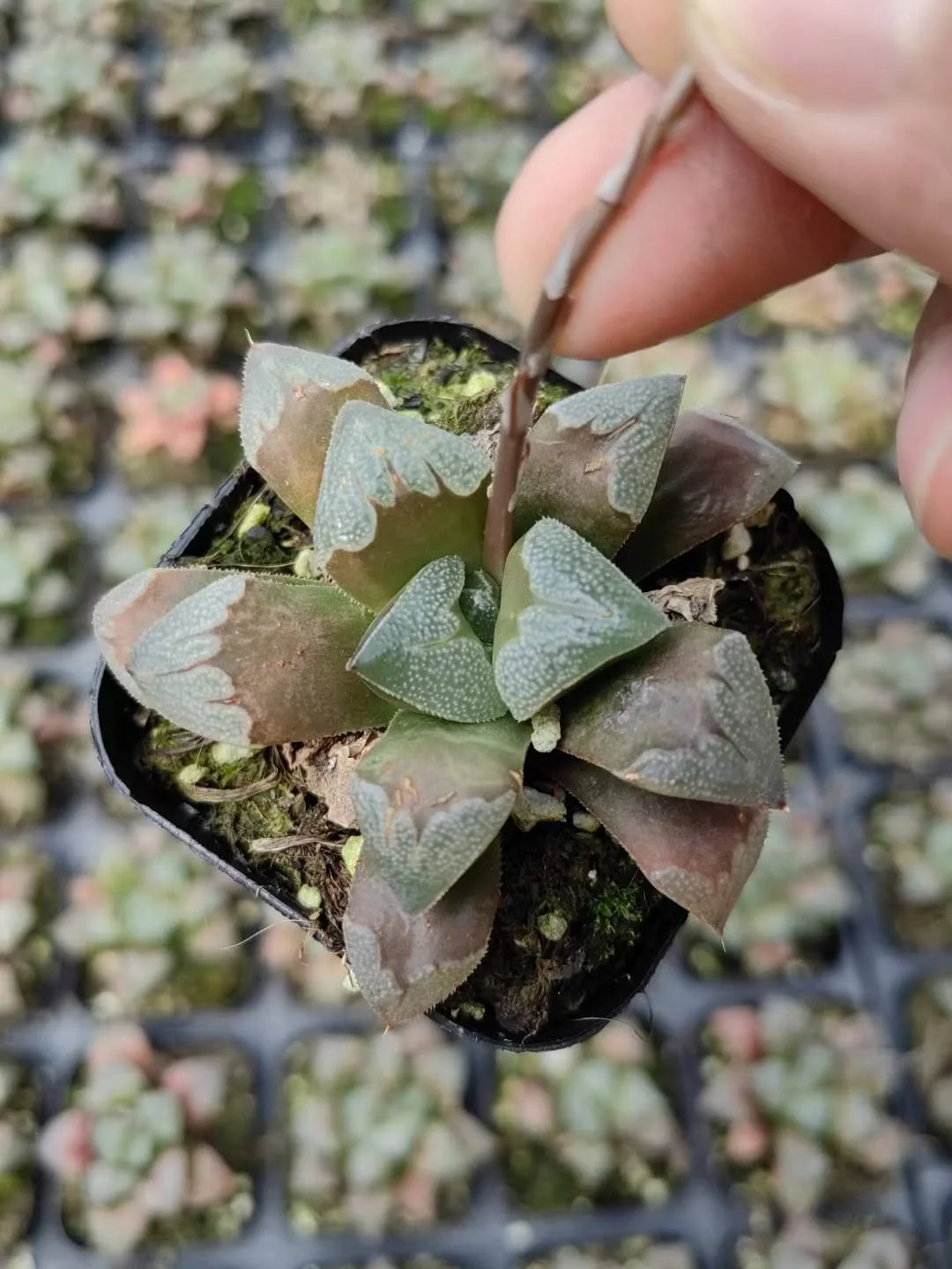 plant Aeonium Echeveria Haworthia  Caudex  Lithops Cactus  Agave 