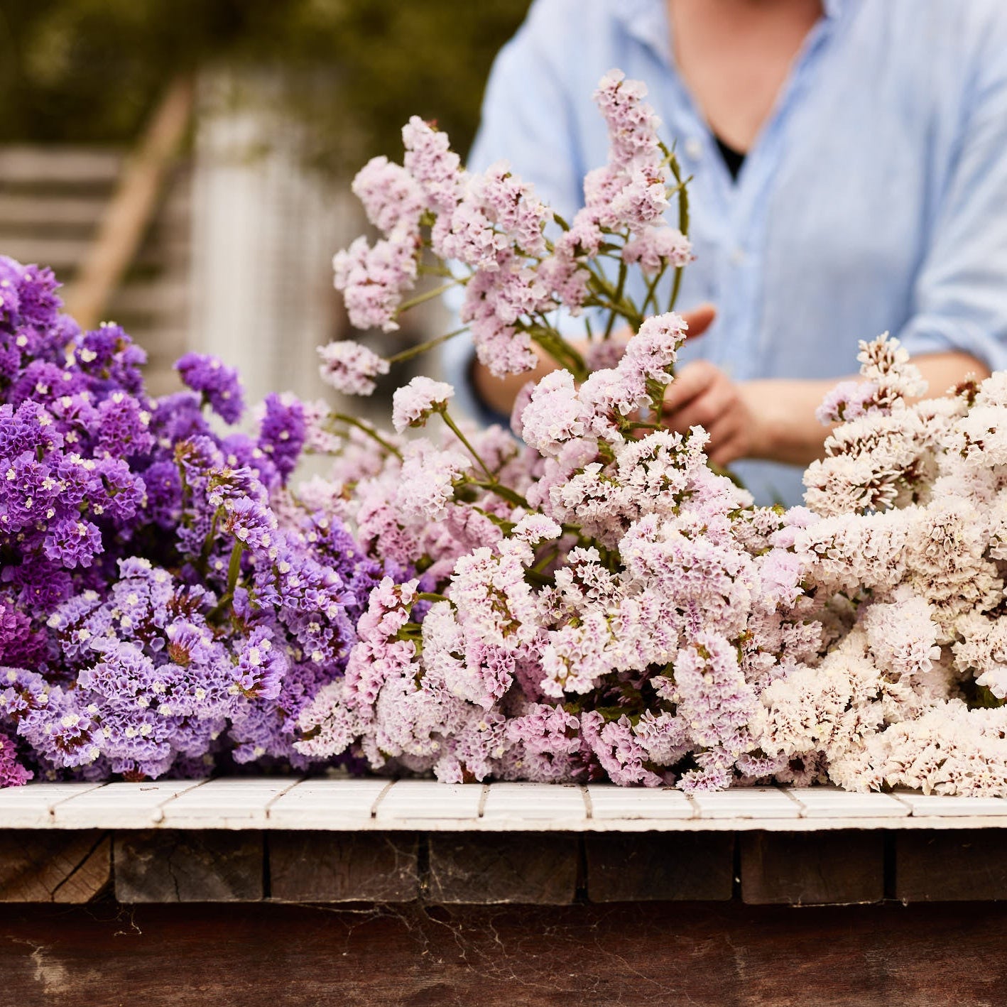 Statice Pastel Mix Flower | X 50 Seeds