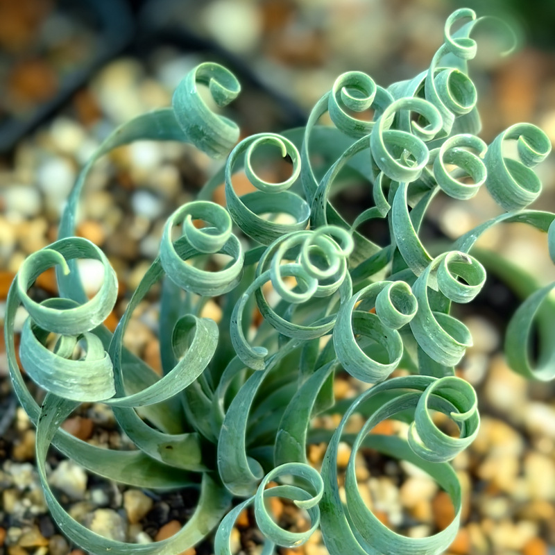 Rare Spring Grass Spiral Succulents