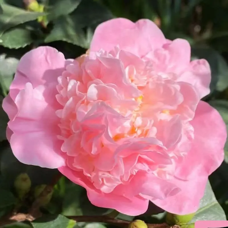 Camellias Seeds