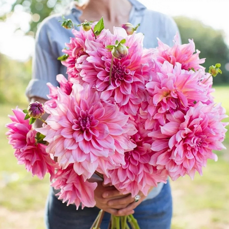 Dahlia Bulbs Seeds，Pink