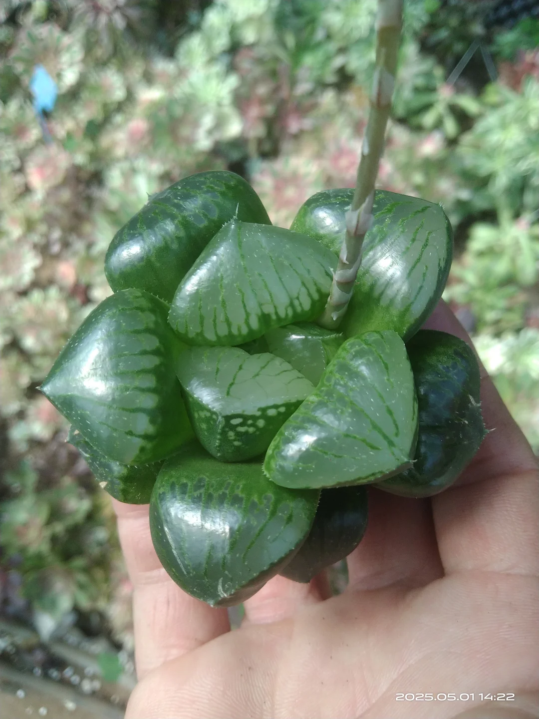 plant Aeonium Echeveria Haworthia  Caudex  Lithops Cactus  Agave 