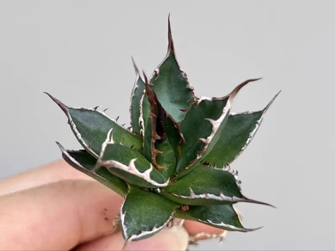 plant Aeonium Echeveria Haworthia  Caudex  Lithops Cactus  Agave 