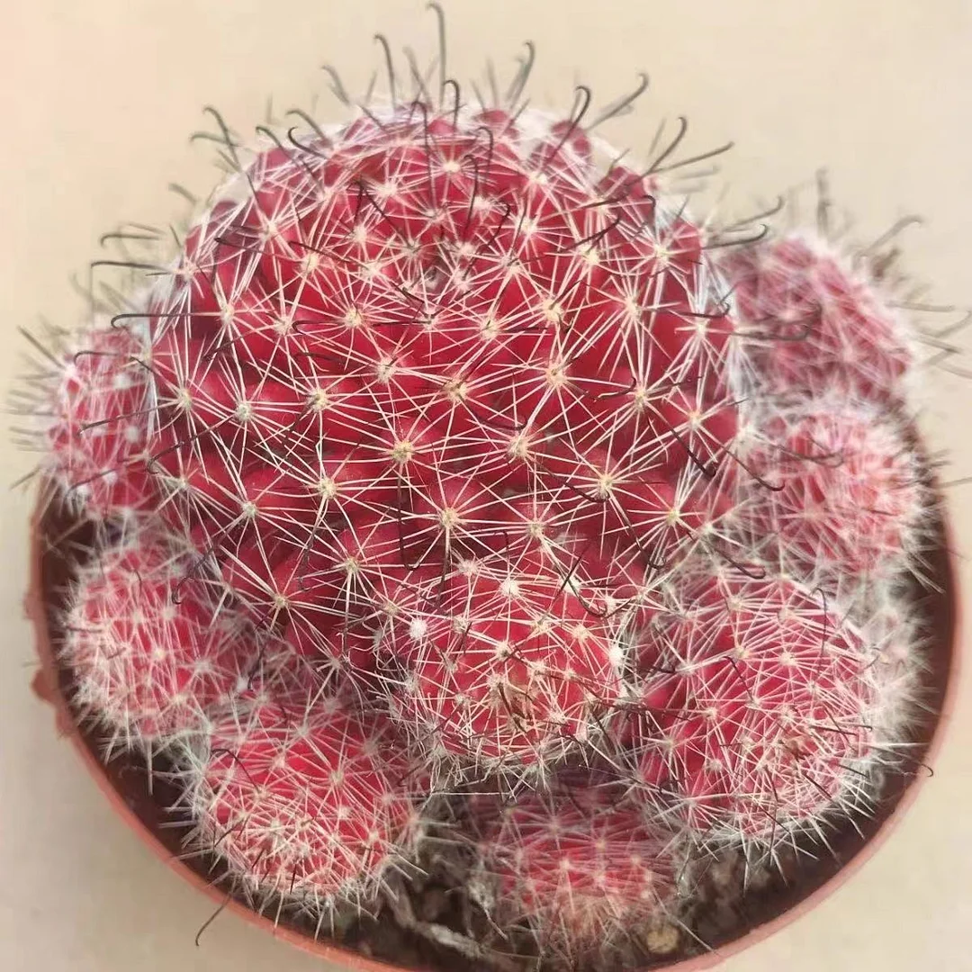 590. Gymnocalycium mihanovichii cv. Hibotan .  /Cactus plants / Succulent plants / Garden landscape / Carefully select healthy plants