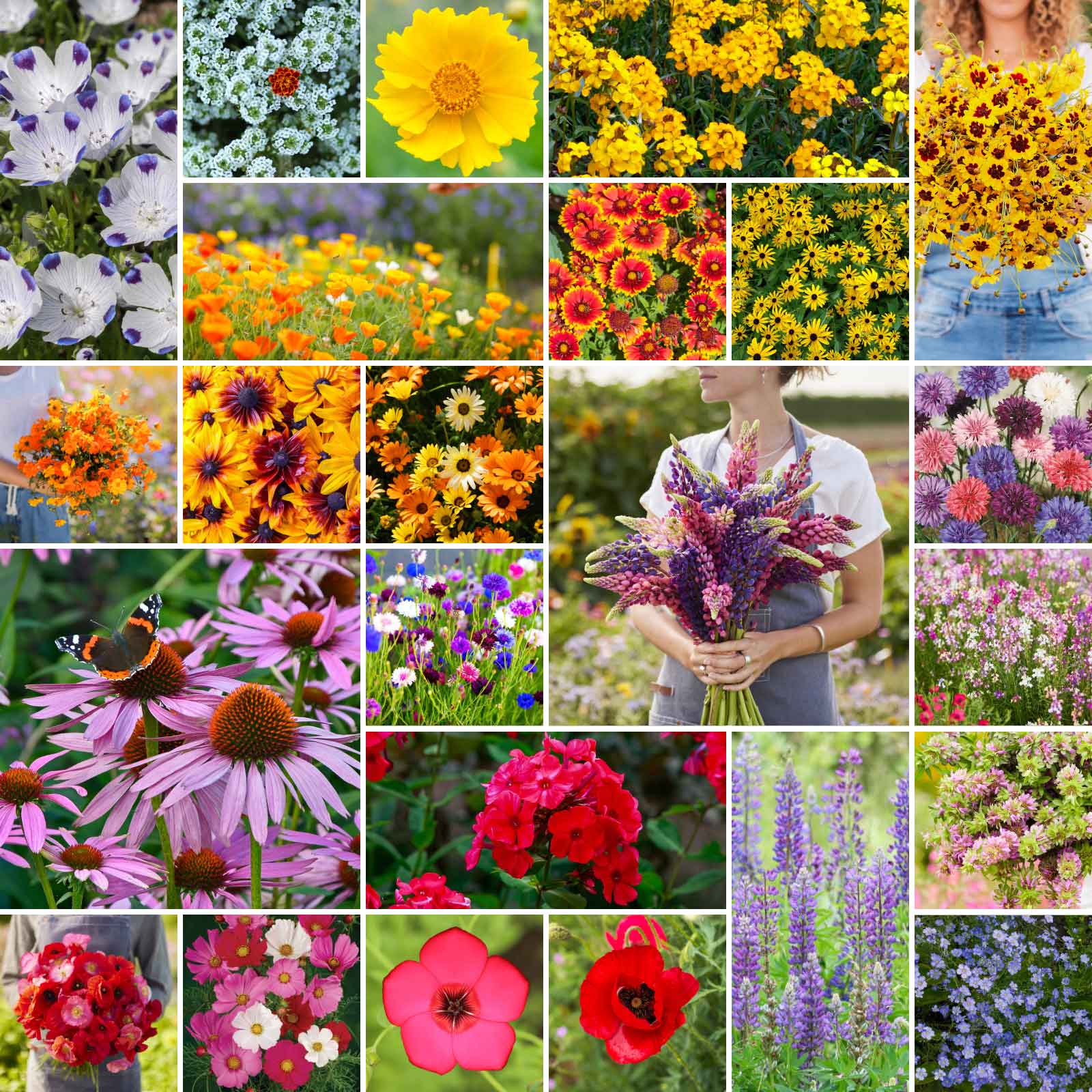 🌺Four Seasons Mixed Perennial Wildflower Seeds&mdash;Over 80 kinds mixed