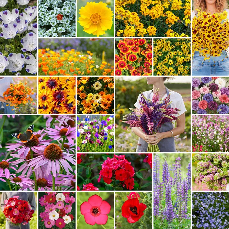🌺Four Seasons Mixed Perennial Wildflower Hummingbird Seeds-Over 80 kinds mixed