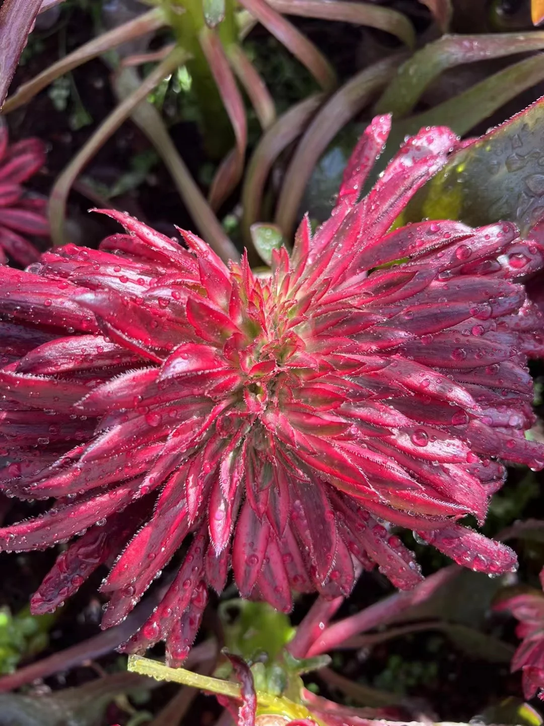 62. Zhu que crested / Aeonium crested/ Aeonium plants / Garden landscape / Carefully select healthy plants