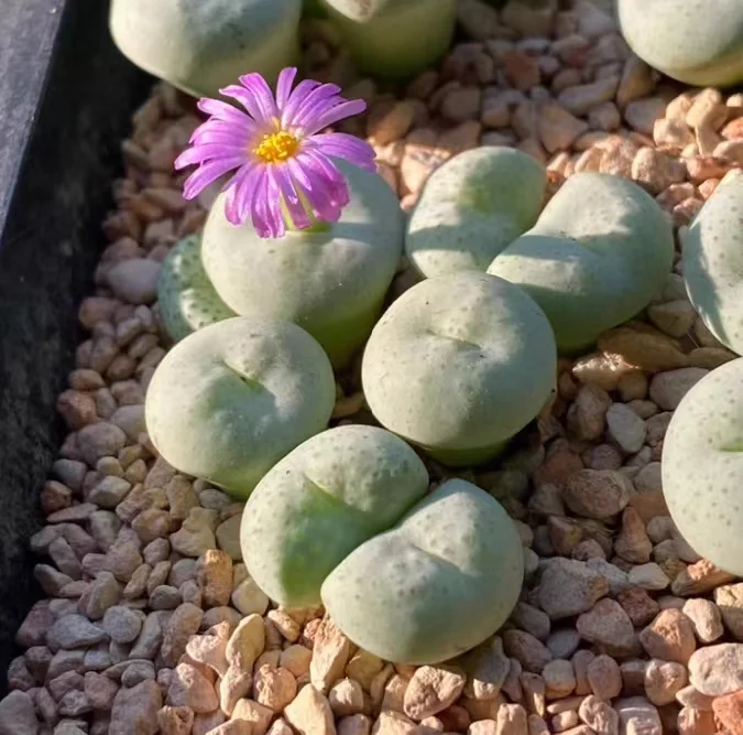 plant Aeonium Echeveria Haworthia  Caudex  Lithops Cactus  Agave 