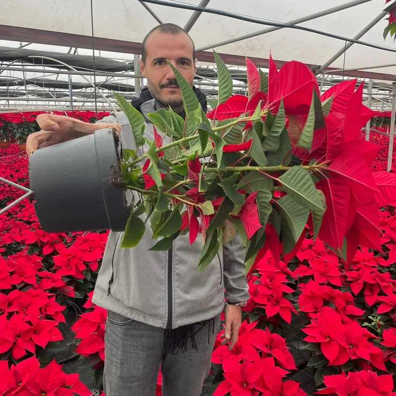 🎄Christmas atmosphere✨Poinsettia