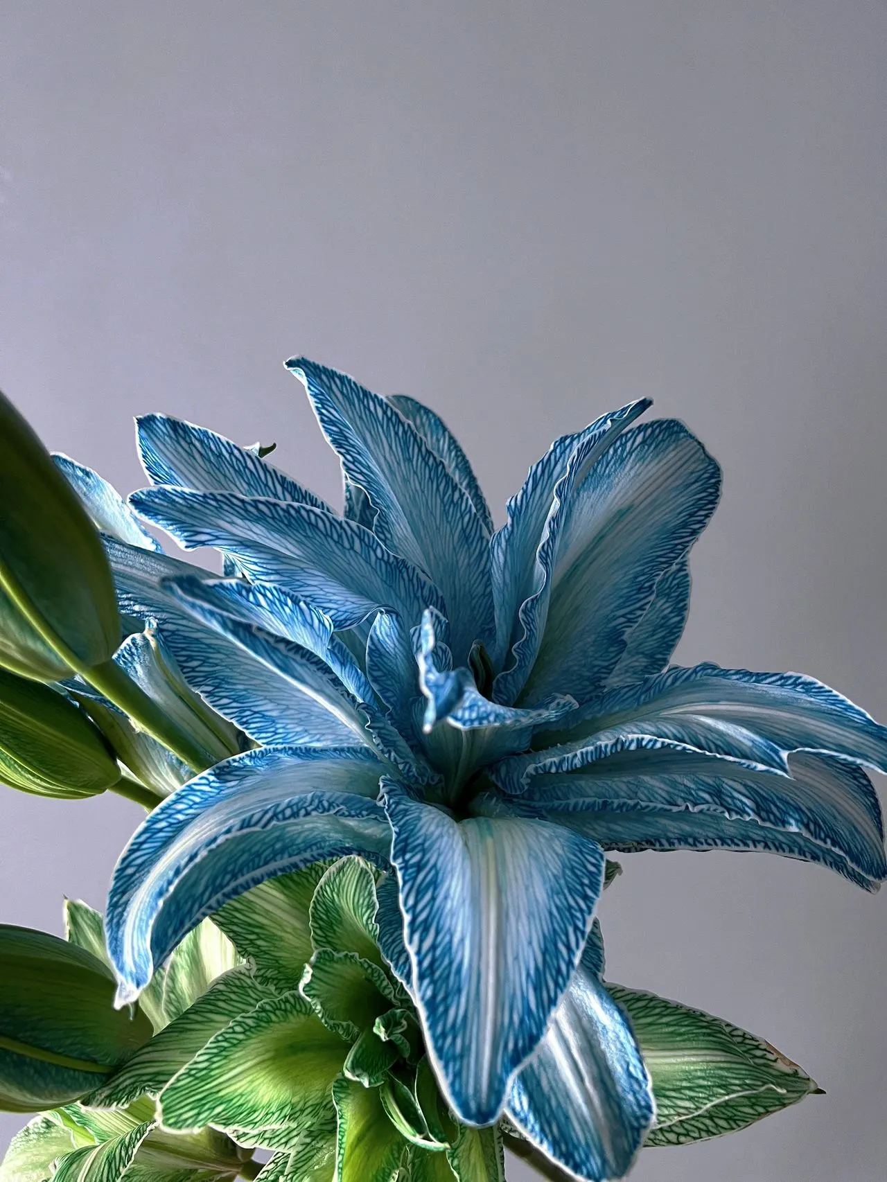 Double-Blossom Lily