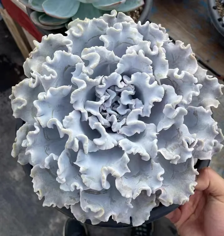 283. Ballet dancer single head and cluster /Echeveria / Succulent plants / Garden landscape / Carefully select healthy plants