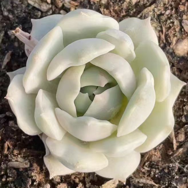 plant Aeonium Echeveria Haworthia  Caudex  Lithops Cactus  Agave 