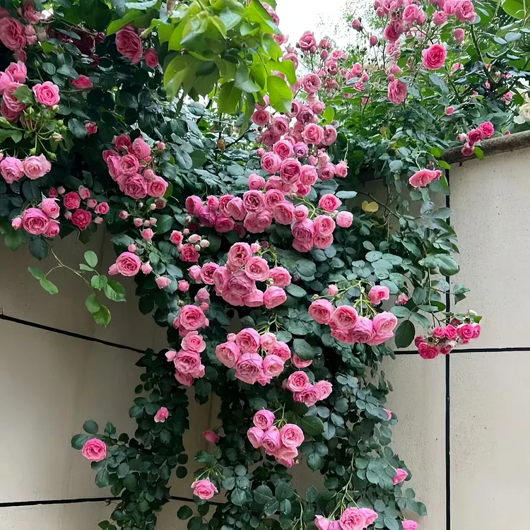  Climbing Rose Seeds