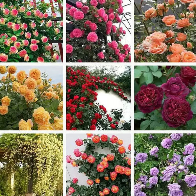 🌺Climbing Rose Seeds