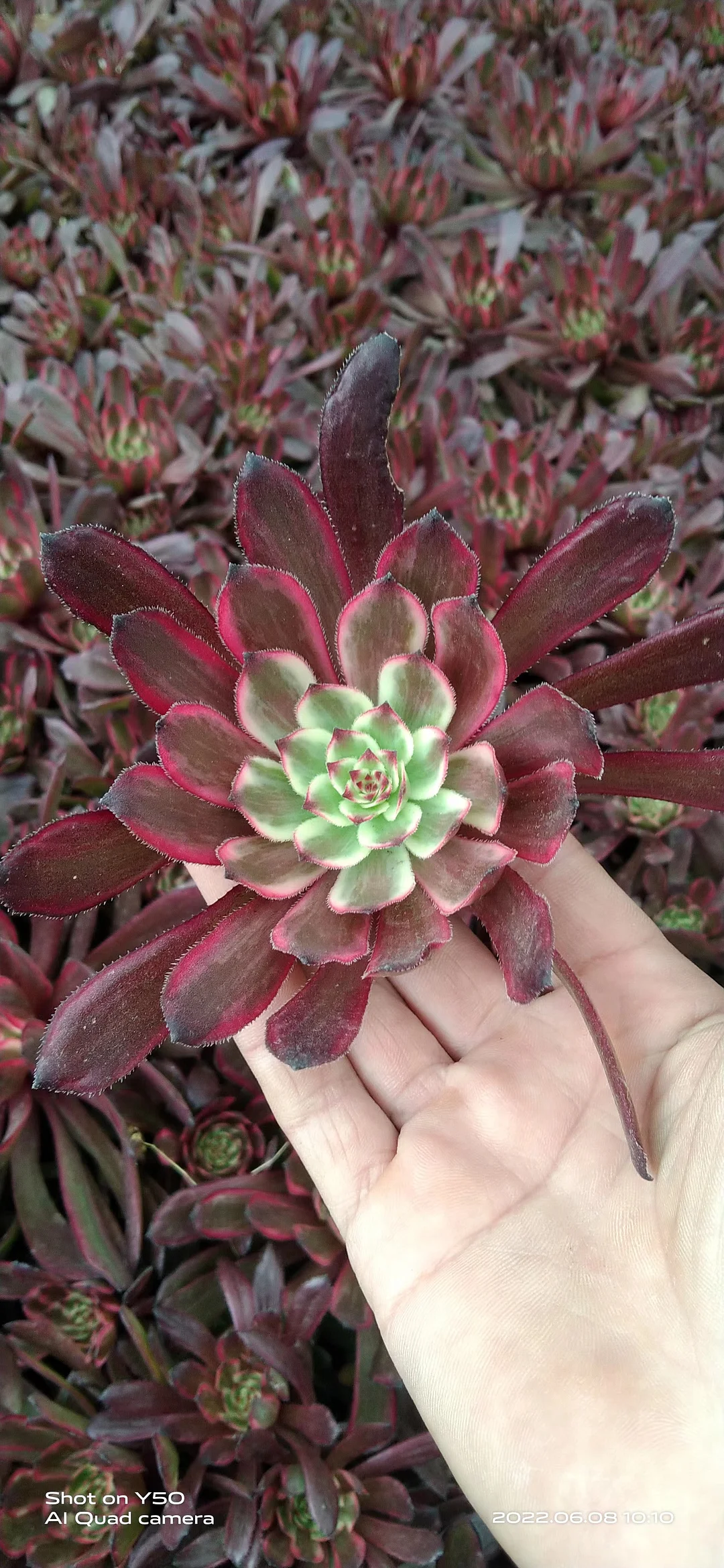 plant Aeonium Echeveria Haworthia  Caudex  Lithops Cactus  Agave 