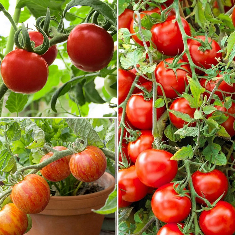 Garden Gem Tomatoes