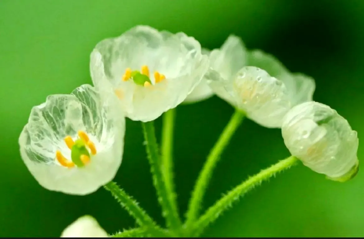 Crystal Flower Seeds