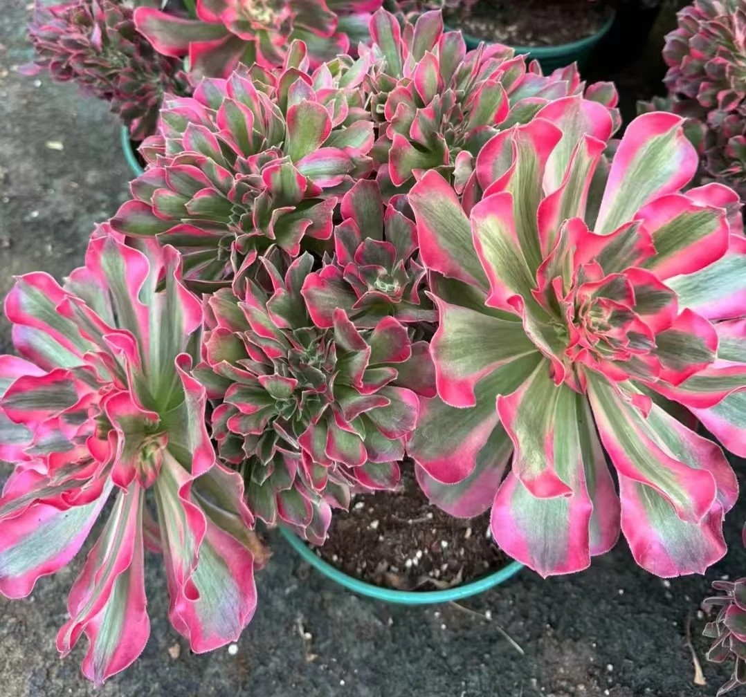 plant Aeonium Echeveria Haworthia  Caudex  Lithops Cactus  Agave 