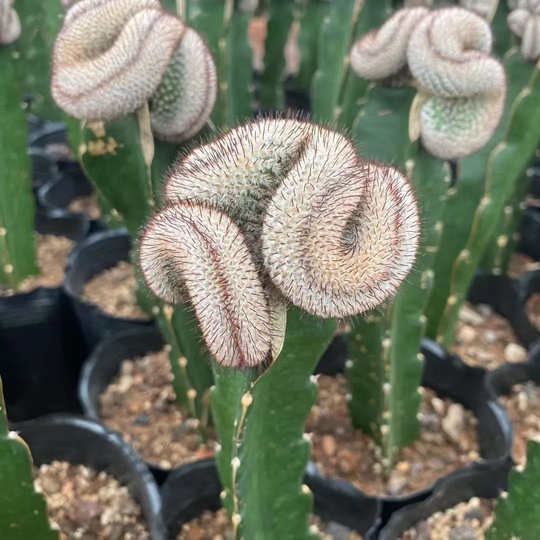 plant Aeonium Echeveria Haworthia  Caudex  Lithops Cactus  Agave 