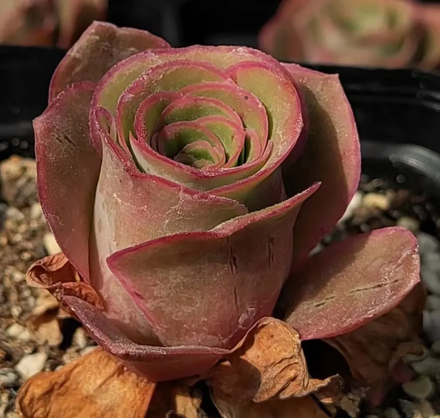 plant Aeonium Echeveria Haworthia  Caudex  Lithops Cactus  Agave 