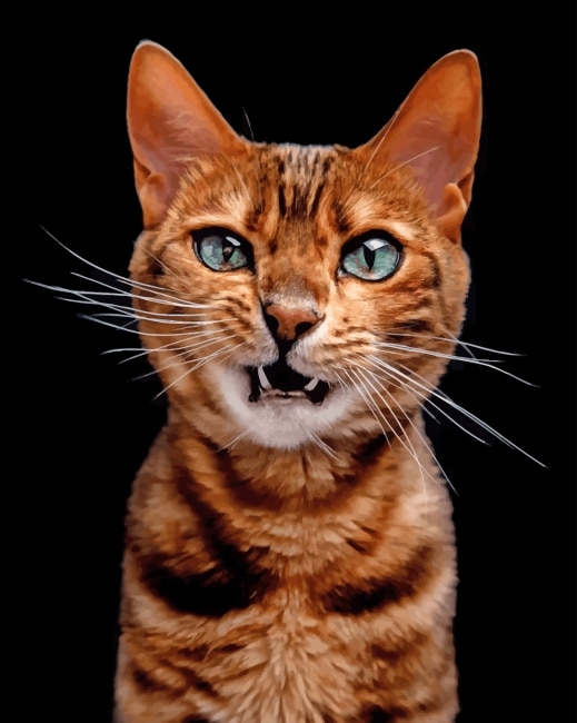 

Angry Cat – Paint By Numbers - 40*50CM, 501 Original